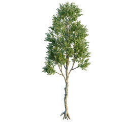 Fototapeta premium Melaleuca Quinquenervia tree, front view, cutout, transparent background, isolate, Banyan tree roots system detailed close-up view, aerial roots nature concept, hd image