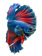 Blue and Red Betta Fish Swimming Isolated on White Background