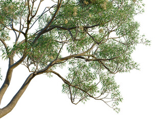 Fototapeta premium Corymbia eximia tree, corner view, cutout, transparent background, isolate,architecture visualization, Majestic Tree Branch with Lush Green Foliage, Perfect for Nature-Themed Designs and Backgrounds
