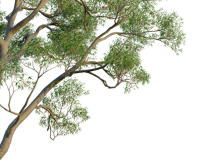 Hebe parviflora tree, corner view, cutout, transparent background, isolate,architecture visualization, Detailed green tree branch with leaves, natural element for design, close-up view