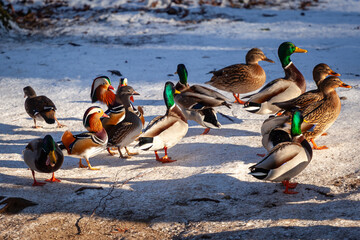 Group of Mallard and Mandarin Ducks on Snow
