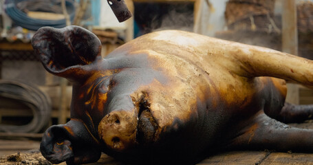 Scorching pig skin with blowtorch while preparing carcass for traditional butchering process, removing hair through careful flame application