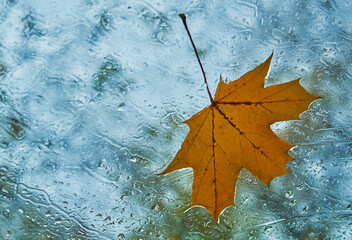 autumn leaves on a window with rain drops