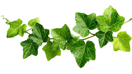 Green ivy branch with many leaves lies on transparent background foliage