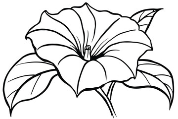 Fototapeta premium Classic Morning Glory Blossom Drawing, Black and White Line Art Vector for Invitation and Greeting Card Design