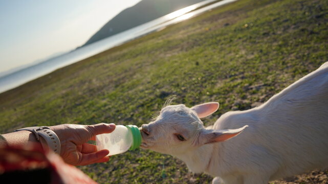 Goat in nature near open water with tree. Milk feeding from traveler. Goat farming free feeding.