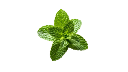 mint isolated on white background