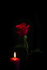 Fototapeta premium Blooming in Red