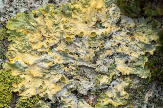 Common orange lichen (Xanthoria parietina) on bark, bioindicator for nitrogen air pollution.
