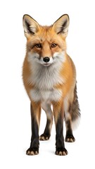 Fototapeta premium Red Fox Standing Isolated on White Background