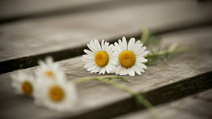 Obraz premium Close up of white daisies on a wooden background with shallow depth of field
