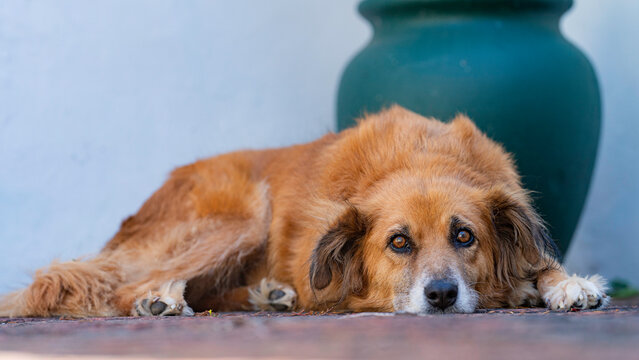 Portrait of Hope lying in the backyard, Port Elizabeth, South Africa