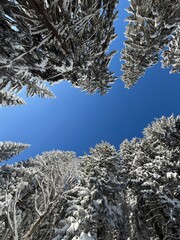 View through winter treetops