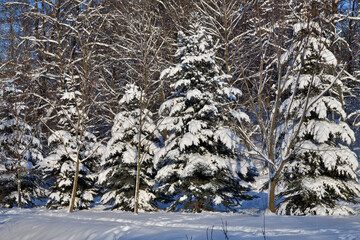 Winter forest on a sunny day
