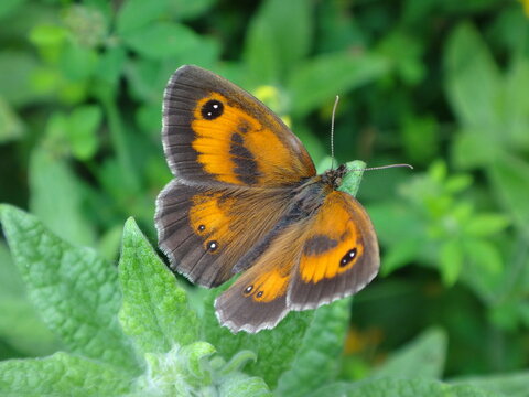Hedge brown butterfly (Pyronia tithonus), also known as the gatekeeper, male resting on green herbaceous plant