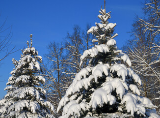 Winter forest on a sunny day