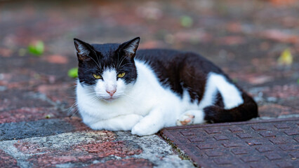 Kiwi relaxing in the backyard, Port Elizabeth, South Africa © Jose