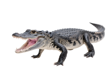 An alligator with its mouth open. The reptile is isolated on a transparent background.