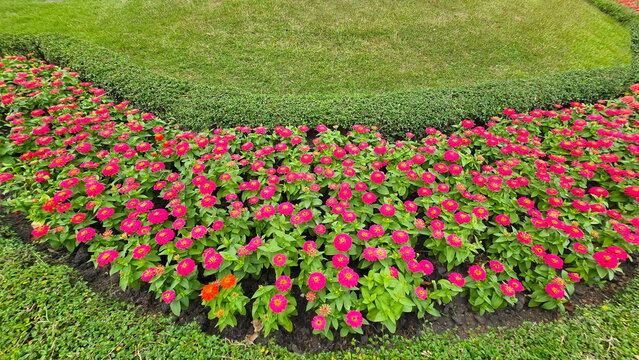 Orange-red zinnias( Zinnia violacea Cav) are planted around the green lawn and Fukien tea ( Ehretia microphylla Lam.). The beds of blooming red-orange flowers contrast beautifully with the green grass