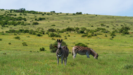 Zebras grazing in the meadow, Addo Elephant National Park, South Africa