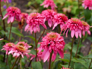 Obraz premium Echinacea purpurea 'Razzmatazz' 