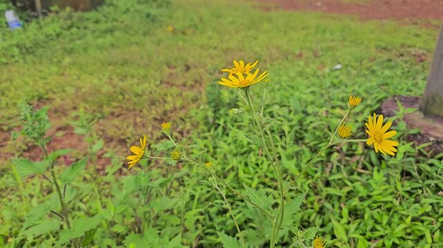 Matheran, Maharashtra, India &ndash; A yellow wildflower blooms against soft green grass in shallow focus, highlighting monsoon season flora and natural beauty.