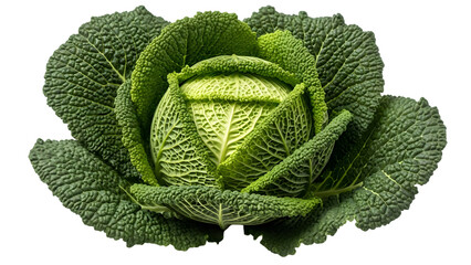Close up of a fresh green lettuce head isolated on transparent background