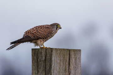 A kestrel sitting on a post in its natural environment