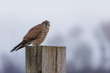 A kestrel sitting on a post in its natural environment