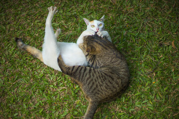 Two Cats Playing and Fighting on Green Grass Outdoor Pet Behavior Scene
