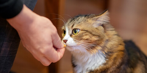 Portrait of a domestic cat being fed dry food from a human hand. Close-up indoor scene showing...