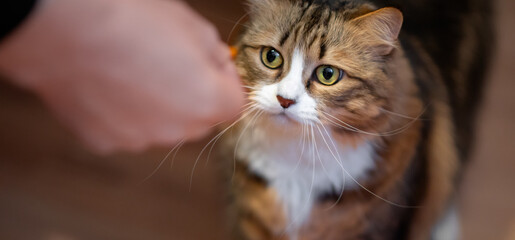 Portrait of a domestic cat being fed dry food from a human hand. Close-up indoor scene showing care, trust, bonding, and interaction between a pet and its owner.
