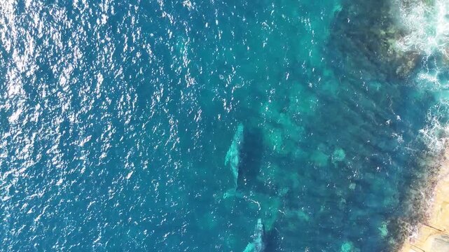 Baleines film&eacute;es avec un drone