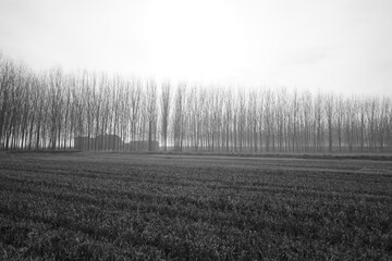 CAMPAGNE VERCELLESI LUNGO LA VIA FRANCIGENA