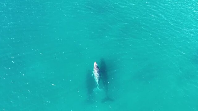 Baleine qui respire &agrave; la surface