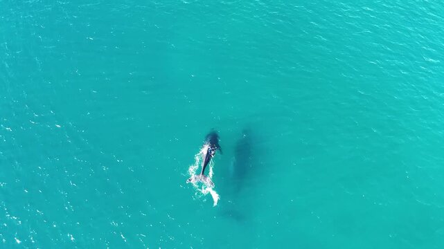 Baleines &agrave; bosses pr&egrave;s de la cote australienne