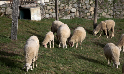 Fototapeta premium Paesi e animali di montagna
