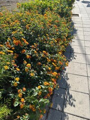 pięknie kwitnące kwiaty rosnące przy chodniku © Piotr