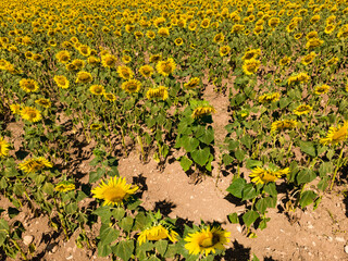 Field of blooming sunflowers, Provence France.