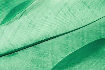 Aesthetic nature close up pattern from bird feathers, natural texture as organic background,...