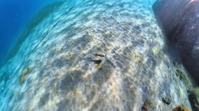Puffer Fish Underwater in the sandy ocean floor showing submerged marine debris and discarded objects, contrasting with patches of green seagrass and clear blue water overhead in Martinique in France