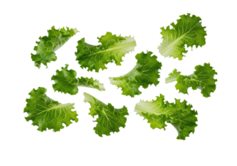 Photorealistic vibrant emerald green curly leaf lettuce leaves, crisp, dewy, suspended in mid-air against a transparent background, dynamic freshness concept.