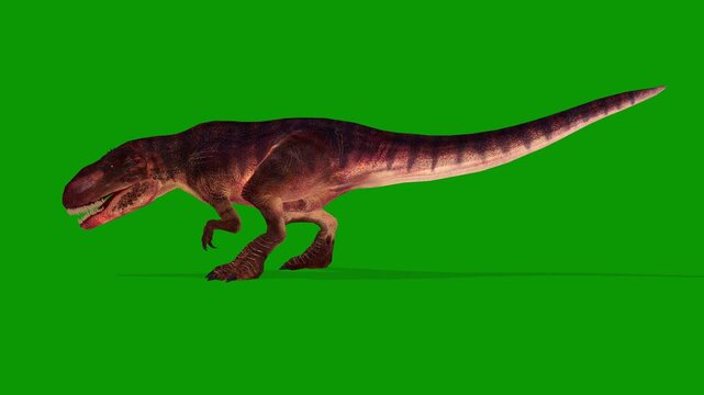 Ultra Realistic 3D Gigantosaurus idle Scene Left Side on Green Screen