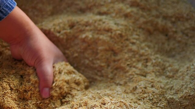 Slow motion the hands are picking up and showing rice husks, which are used as planting material for planting