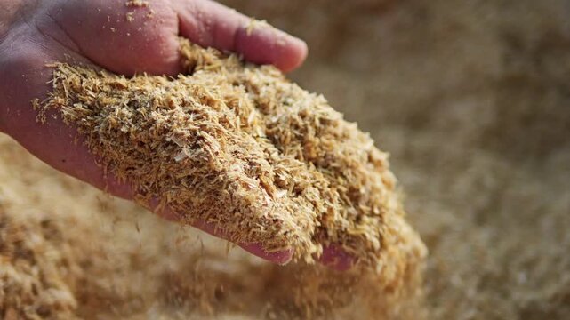 The hands are picking up and showing rice husks, which are used as planting material for trees