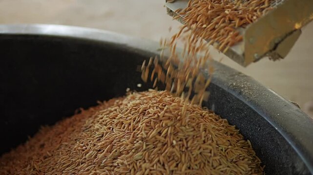 Slow Motion Hand show rice grains are falling as they are being filtered out of contaminants