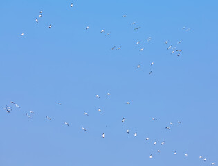 Flock of Gulls Flying in a Blue Sky