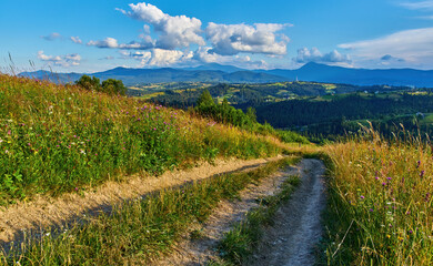 Dirt Path Through Mountain Meadow