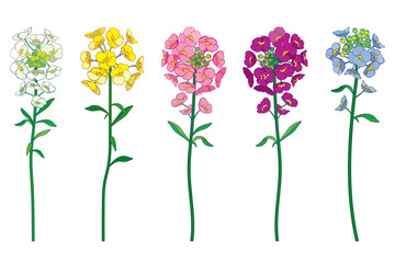 Set with outline Alyssum flower bunch with leaf in pastel colored isolated on white background.