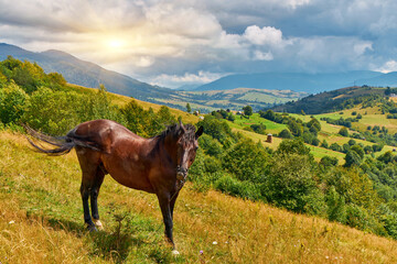 Mountain Slope Trees Fence Landscape